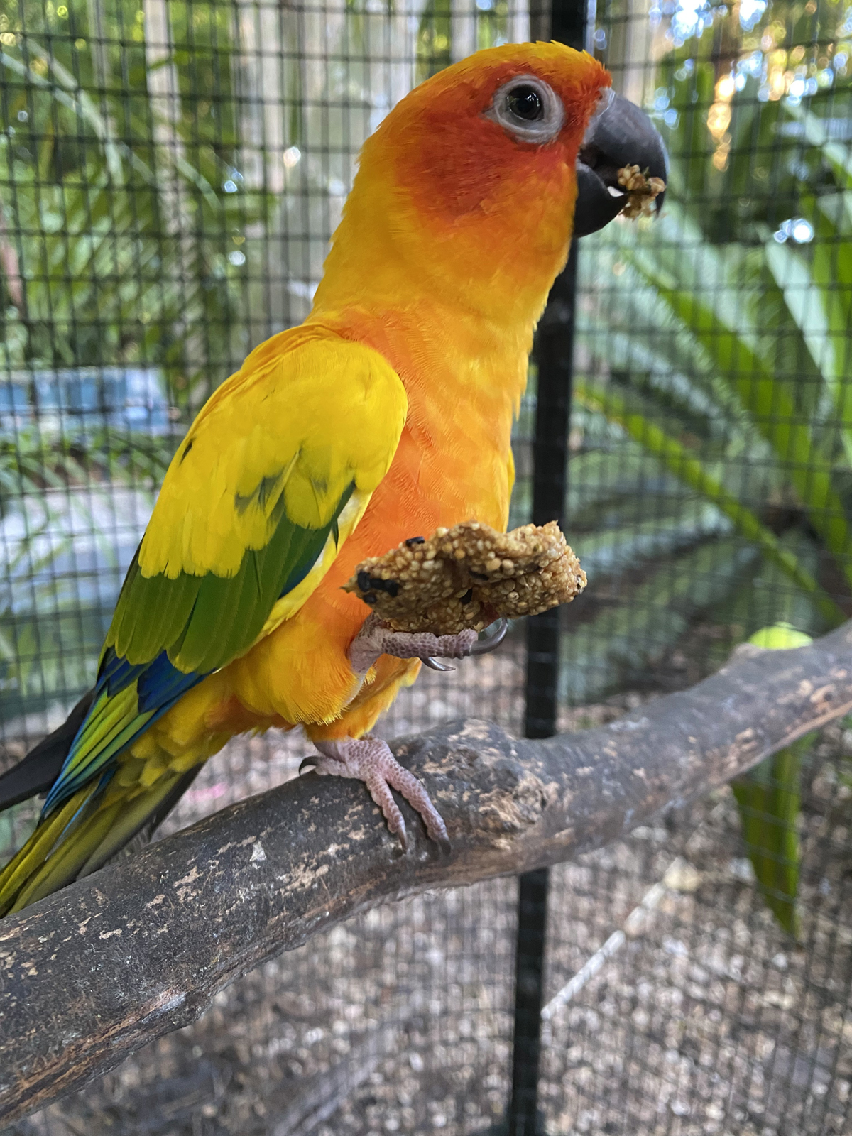 Sun Conure